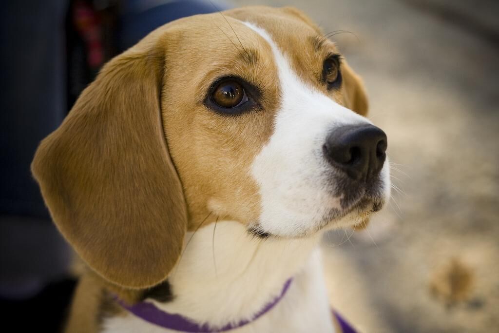 #8. Beagle (tie)
